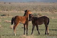 Best Friends Wild Horses051621 8443