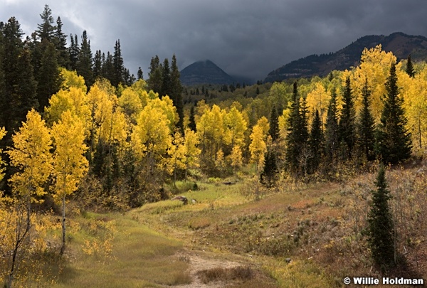 Yellow Aspens Backlit 092216 5430 3