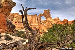 Angelarchtree032109 