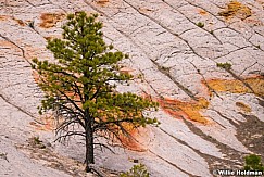 Ponderosa Pine Slickrock 051814 1165