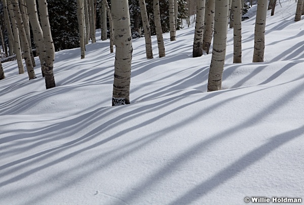 Aspen Winter Shadow 041312 45