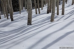 Aspen Winter Shadow 041312 45
