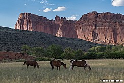 Capitol Reef Horses 081120 4957 2