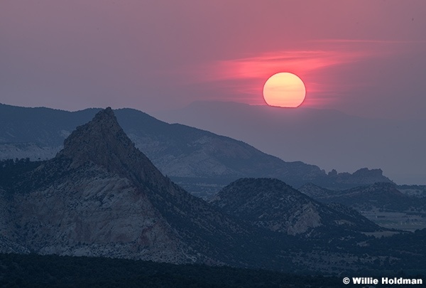 Red Sun Cocks Comb 062625 1448 2