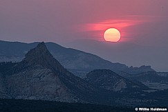 Red Sun Cocks Comb 062625 1448 2