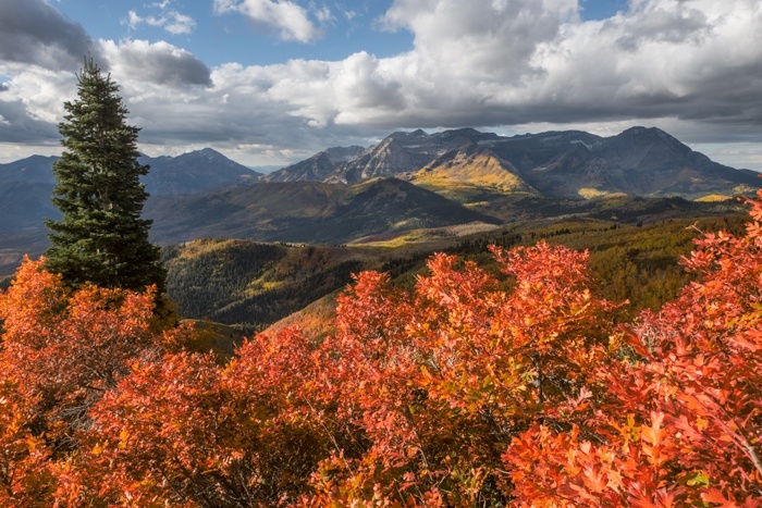 Timpanogos Scrub Oak 100216 0315 3