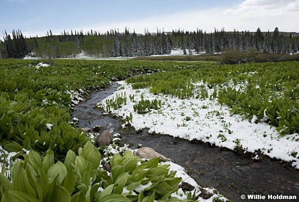 Spring Snow Stream 061217 4642 2