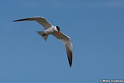 Tern Utah Lake 042320 8244