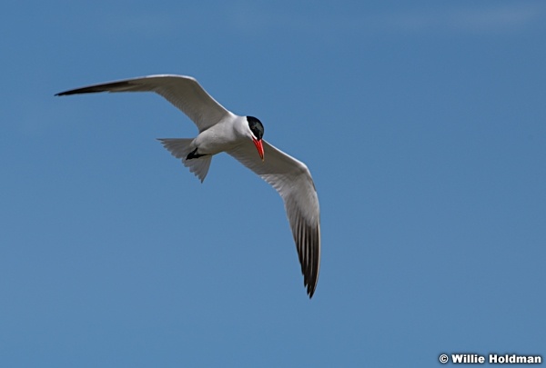 Tern Utah Lake 042320 8244