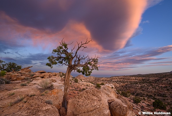 Juniper Sunset 032826 9874