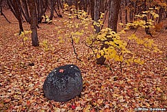 Maplerock102410 6763