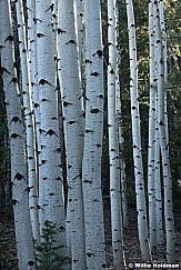 Boulder Mountain White Aspens 111121 5112