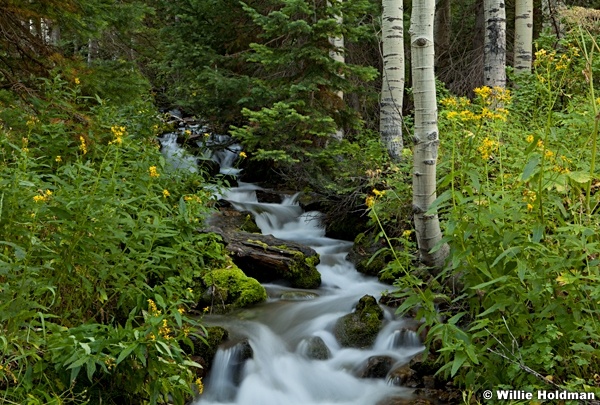 Bigcottonwoodvreek3vert 13