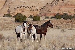 SanRafaelhorses102810 8094