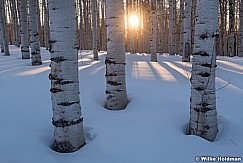 Last Light Aspen Trunks 020322 5186