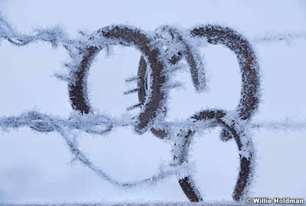 Frosty Horseshoes 010420 111820 2 2