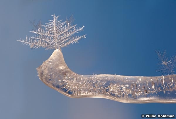 icechristmastreeflake010309 1482