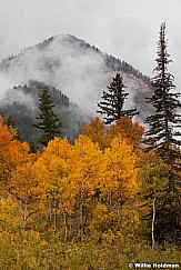 Yellow Aspens Clouds 092512 245