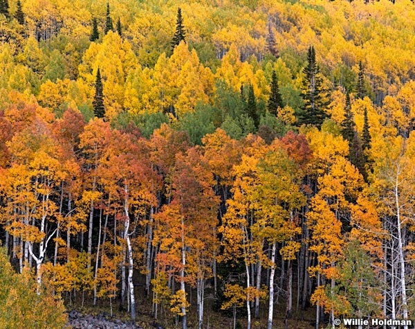 Orange Yellow Green Aspens 092414