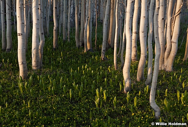 Spring Aspens 053013 6847