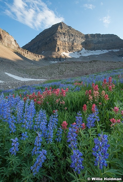 Lupine Wildflowers 072625 0755