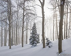 Misty Aspen Winter Trees 010117 6x7