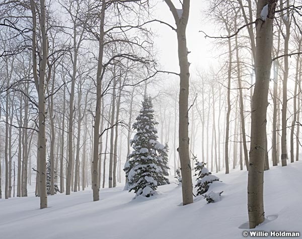 Misty Aspen Winter Trees 010117 6x7