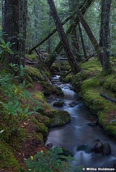 Hood Wilderness Stream 110614 7650 3