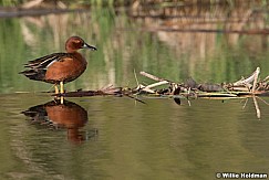 Torrent Duck With Reflection 050821 6660 3