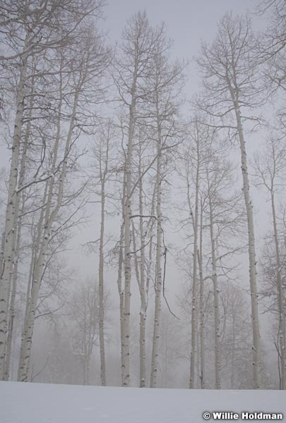 aspen012910 0757