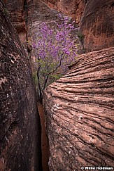 Red Bud Tree 041519 3454