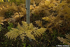 Ferns and Aspen Tree 100322 0361