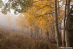 Aspen yellow fog 092612 18