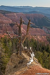 Cedar Breaks Bristlecone Pine 071820 2347 2