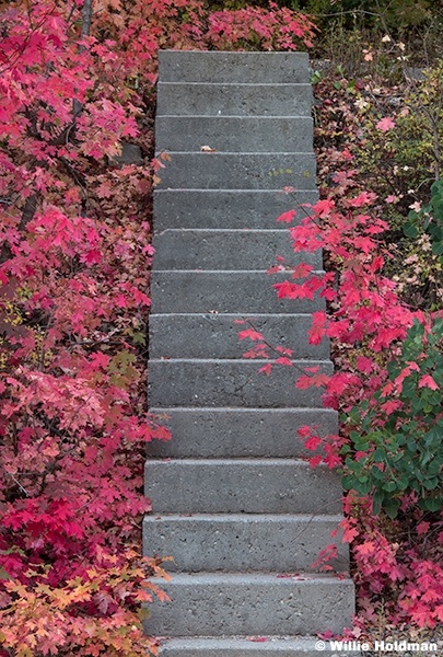 Stairs and Maples 091425 5477