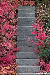 Stairs and Maples 091425 5477