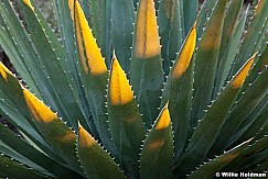 Agave 091312 23 23