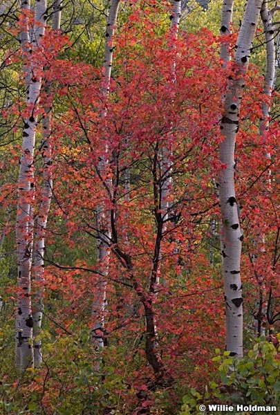 Autumn Maple 090314 3