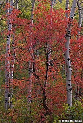 Autumn Maple 090314 3