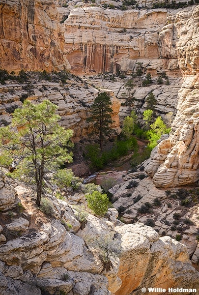 Pleasant Creek Canyon 043026 5939