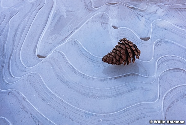 Pine Cone Ice 021316 3257