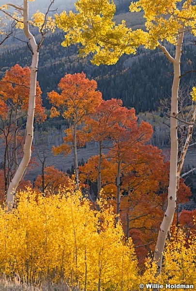 Orange Yellow Aspens 100919 6800 5