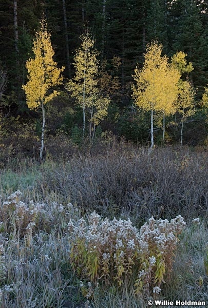 Glowing Aspens Autumn 100321 8748