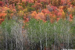 Timber lakes Autumn 091926 7355