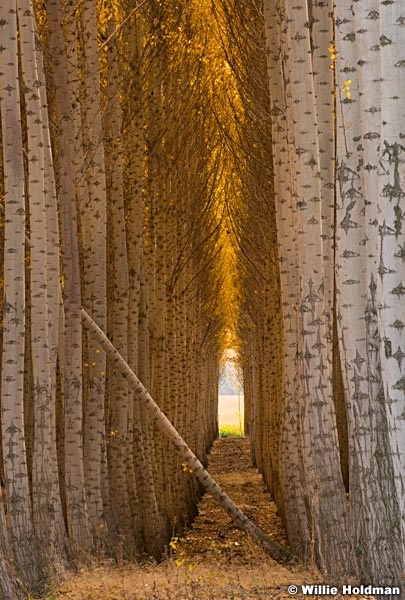 Poplar Tree Rows 102016 7087
