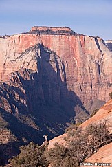 Bighorn Sheep Zion 110613 0669