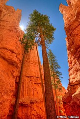 Bryce Ponderosa 052012 161