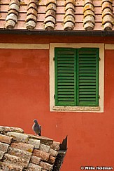 Montepulcianpigeon092809 491
