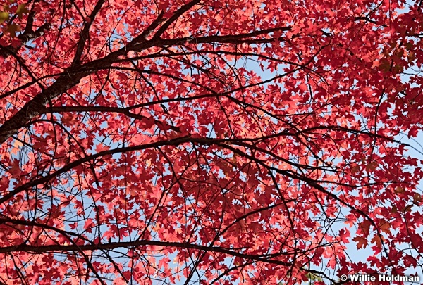 Mplae Red Leaves 100121 7585