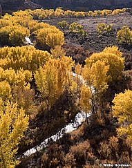 Escalante Yellow Cottonwoods 1026 5486 5487 8x10